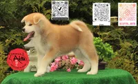Big Red 4, a female Akita for sale in Baltimore, MD – 6 of 10