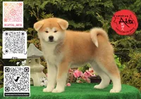 Big Red 5, a male Akita for sale in Baltimore, MD – 1 of 10