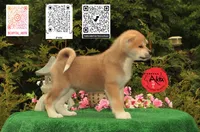 Cheeto 6, a male Akita for sale in Baltimore, MD – 2 of 10
