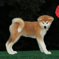 Champ 7 green, a male Akita for sale in Baltimore, MD – Photo 9 of 9