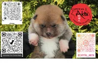 Champ 7 green, a male Japanese Akita for sale in Baltimore, MD – Photo 7 of 9