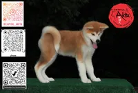 processed/96e195da-2d43-46da-9d33-39d9381eaff2/listing/ae39765a-d96e-401a-aa81-9667dd05cd8e/374cd21b-0ee3-497e-9d0f-34db34da0a00