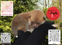 Champ 7 green, a male Japanese Akita for sale in Baltimore, MD – Photo 9 of 9