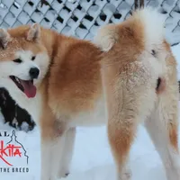 Champ 7 green, a male Akita for sale in Baltimore, MD – Photo 5 of 9