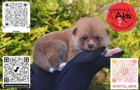 Champ 7 green, a male Japanese Akita for sale in Baltimore, MD – Photo 1 of 9