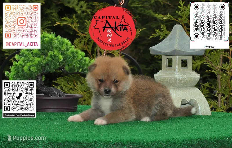 Champ 7 green – Japanese Akita puppy for sale in Baltimore, MD