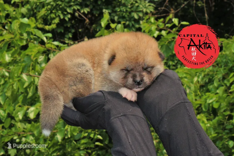 Champ 7 green – Akita puppy for sale in Baltimore, MD