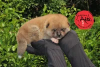 Champ 7 green, a male Akita for sale in Baltimore, MD – Photo 1 of 9
