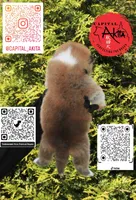 Champ 7 green, a male Japanese Akita for sale in Baltimore, MD – Photo 8 of 9