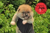 Champ 7 green, a male Akita for sale in Baltimore, MD – Photo 2 of 9