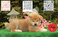Cheeto 6, a male Akita for sale in Baltimore, MD – 3 of 10