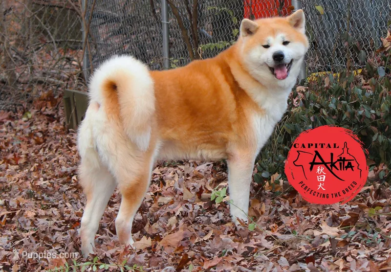 Cheeto 6 – Akita puppy for sale in Baltimore, MD