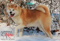 Cheeto 6, a male Akita for sale in Baltimore, MD – 7 of 10