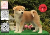 Big Red 5, a male Akita for sale in Baltimore, MD – 4 of 10