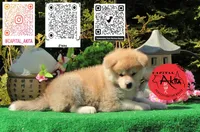 Champ 11, a male Akita for sale in Baltimore, MD – 3 of 4