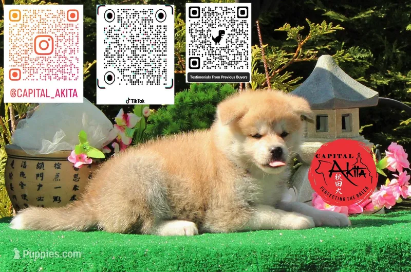Champ 11 – Akita puppy for sale in Baltimore, MD