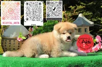 Champ 11, a male Akita for sale in Baltimore, MD – 1 of 4