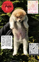 Champ 11, a male Akita for sale in Baltimore, MD – 4 of 4