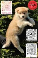 Champ 11, a male Akita for sale in Baltimore, MD – 2 of 4