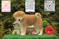 Big Red 1, a male Japanese Akita for sale in Baltimore, MD – 2 of 10