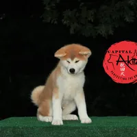 Champ2 white, a male Japanese Akita for sale in Baltimore, MD – Photo 7 of 10