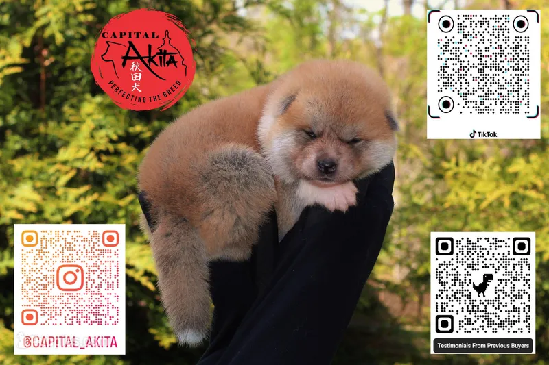 Champ2 white – Japanese Akita puppy for sale in Baltimore, MD