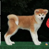 Champ2 white, a male Japanese Akita for sale in Baltimore, MD – Photo 10 of 10