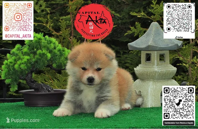 Champ2 white – Japanese Akita puppy for sale in Baltimore, MD