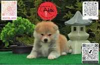 Champ2 white, a male Japanese Akita for sale in Baltimore, MD – 1 of 10