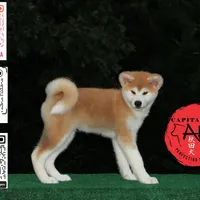 Champ2 white, a male Japanese Akita for sale in Baltimore, MD – Photo 8 of 10