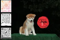 processed/96e195da-2d43-46da-9d33-39d9381eaff2/listing/d2317135-646d-4080-85cd-1f791669b4aa/27327ec1-2565-409d-bfe2-17ebd790ead4