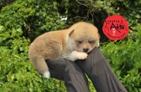 Champ2 white, a male Japanese Akita for sale in Baltimore, MD – Photo 2 of 10