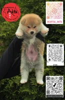 Champ2 white, a male Japanese Akita for sale in Baltimore, MD – 3 of 10