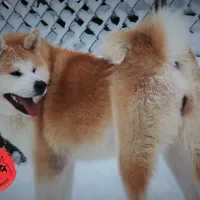 Champ2 white, a male Japanese Akita for sale in Baltimore, MD – Photo 2 of 10