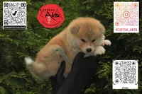 Champ2 white, a male Japanese Akita for sale in Baltimore, MD – 2 of 10