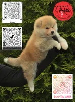 Champ2 white, a male Japanese Akita for sale in Baltimore, MD – 4 of 10