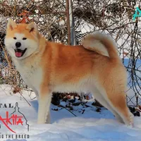 Champ2 white, a male Japanese Akita for sale in Baltimore, MD – Photo 3 of 10