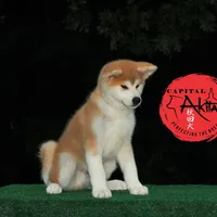 Champ2 white, a male Japanese Akita for sale in Baltimore, MD – Photo 1 of 10