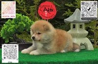 Champ2 white, a male Japanese Akita for sale in Baltimore, MD – 5 of 10