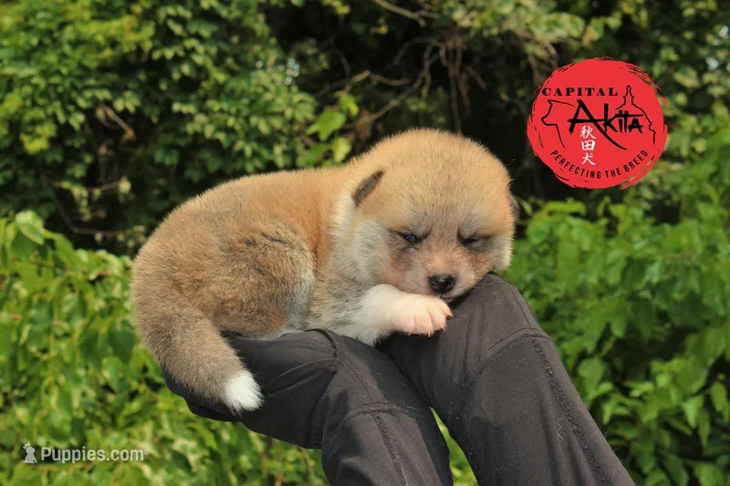 Champ2 white – Japanese Akita puppy for sale in Baltimore, MD