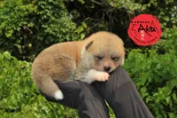 Champ2 white, a male Japanese Akita for sale in Baltimore, MD – Photo 1 of 10