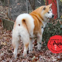 Champ2 white, a male Japanese Akita for sale in Baltimore, MD – Photo 5 of 10