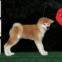 Champ2 white, a male Japanese Akita for sale in Baltimore, MD – Photo 9 of 10