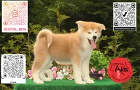 Cheeto 2, a male Japanese Akita for sale in Baltimore, MD – 2 of 10