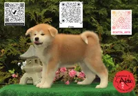 Big Red 5, a male Akita for sale in Baltimore, MD – 2 of 10
