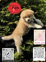Champ 10, a male Akita for sale in Baltimore, MD – 4 of 5