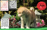 Champ 10, a male Akita for sale in Baltimore, MD – 5 of 5