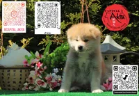 Champ 10, a male Akita for sale in Baltimore, MD – 3 of 5