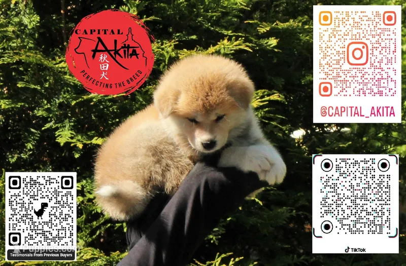 Champ 10 – Akita puppy for sale in Baltimore, MD
