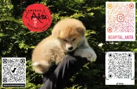 Champ 10, a male Akita for sale in Baltimore, MD – 1 of 5